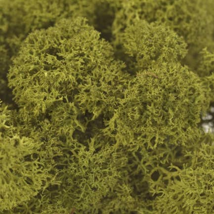 Moss House – wholesale Levande växt – Stabiliserad renlav mediumgrön från MossHouse2