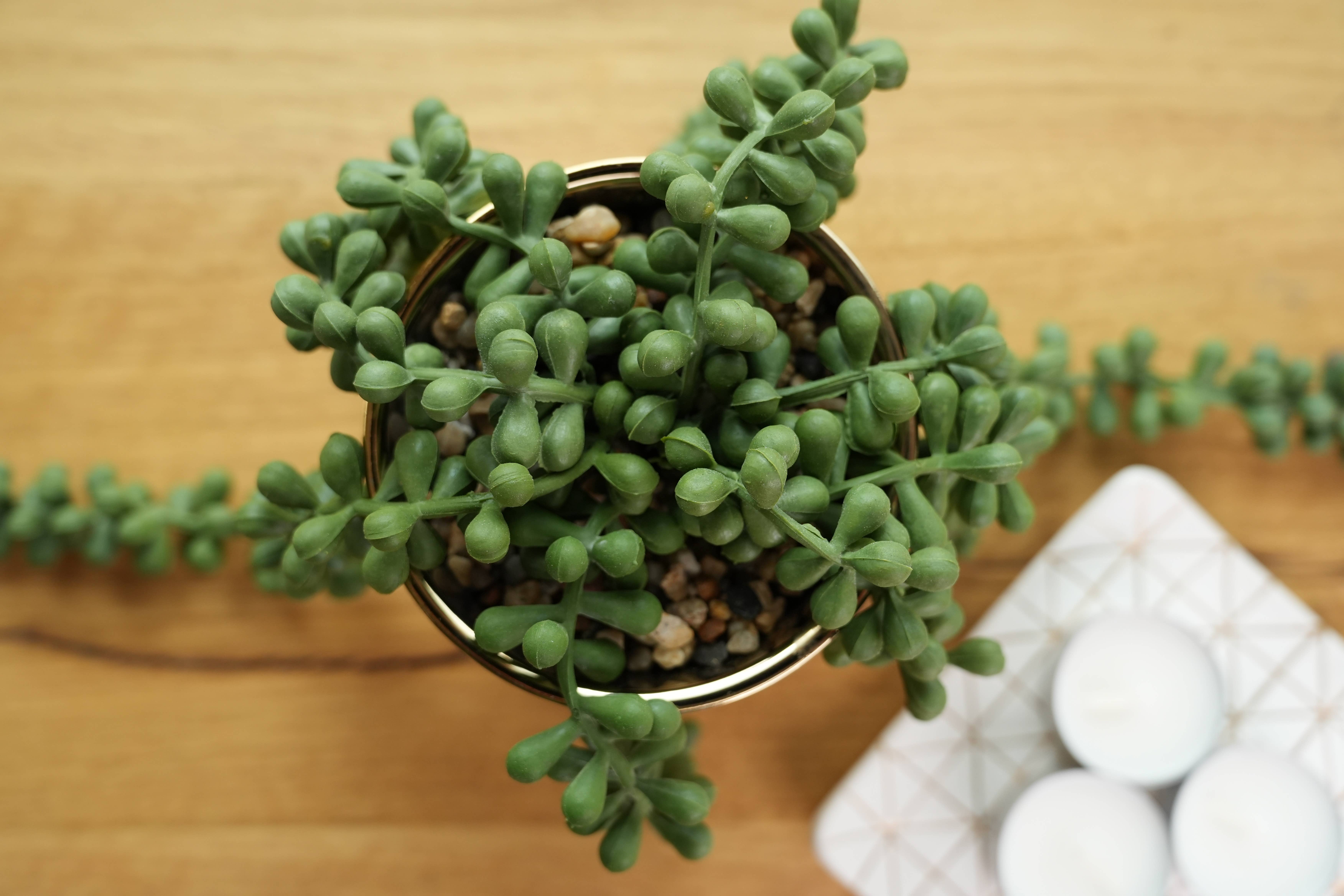 Flora Bunda Inc - Wholesale Succulent - Trailing Faux Succulent in Shiny Gold Pot5