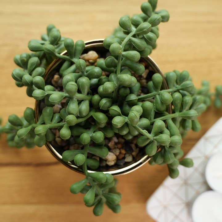 Flora Bunda Inc – Engroshandel Sukkulenter – Hængende kunstig sukkulent i skinnende guldfarvet potte5