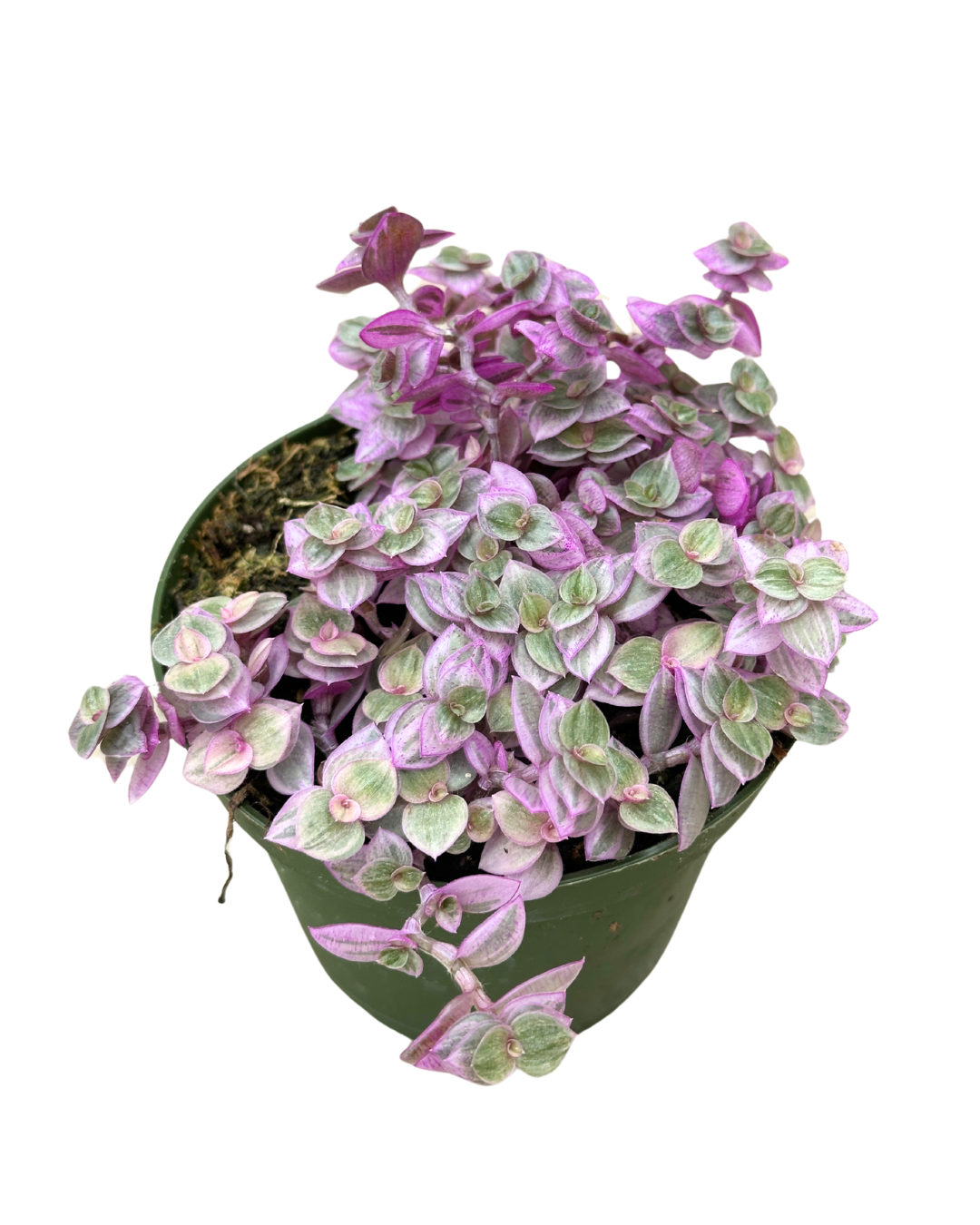 Flow State - Wholesale Live Plant - 4" Tradescantia 'Pink Lady' - Wholesale Live Houseplant1