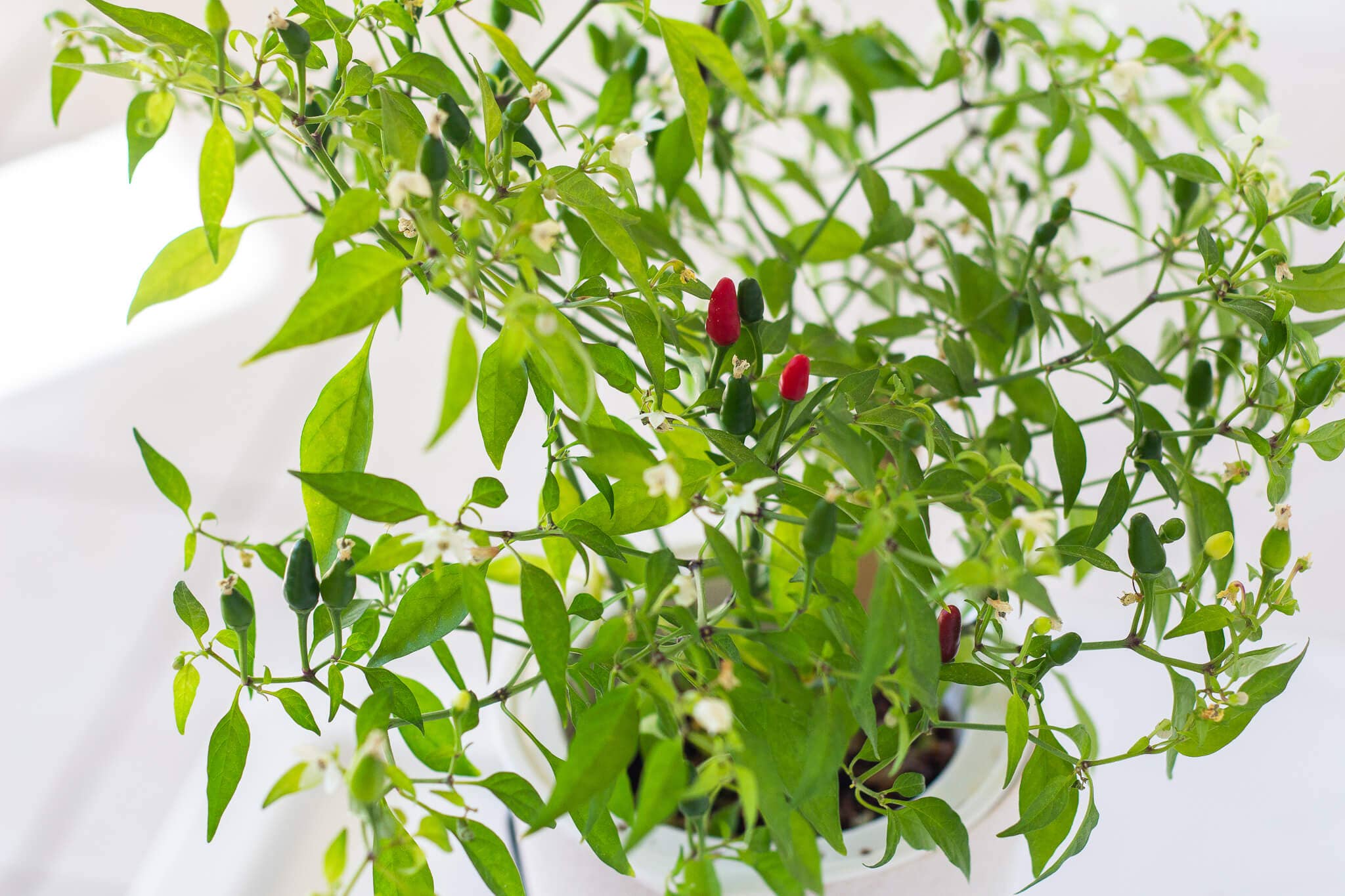 Coco and Seed - Wholesale Plant Seeds - Thai Hot Pepper Hydroponic Mason Jar Garden Kit2