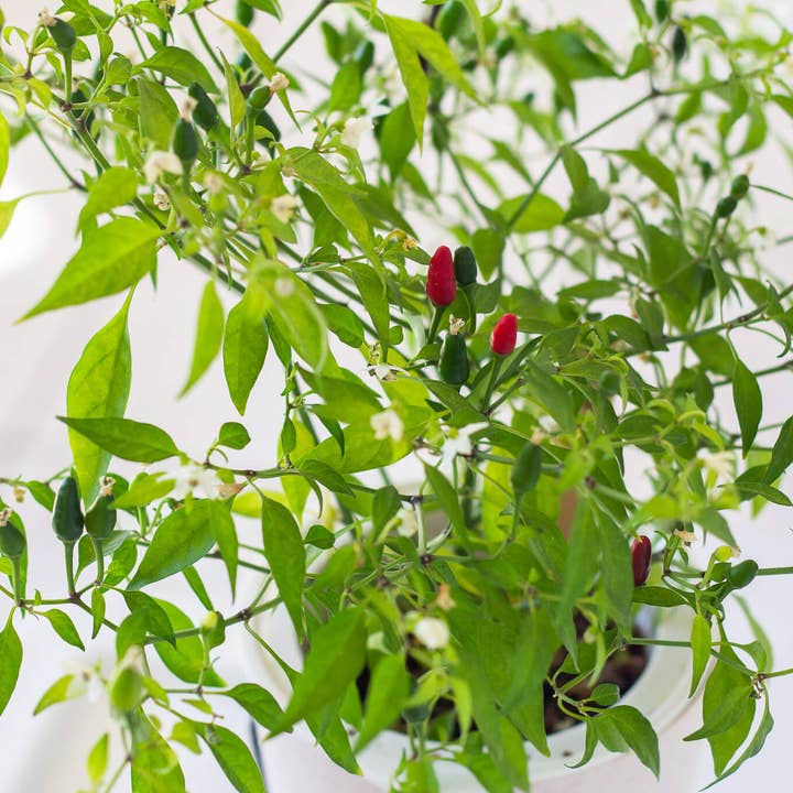 Coco and Seed - Wholesale Plant Seeds - Thai Hot Pepper Hydroponic Mason Jar Garden Kit2