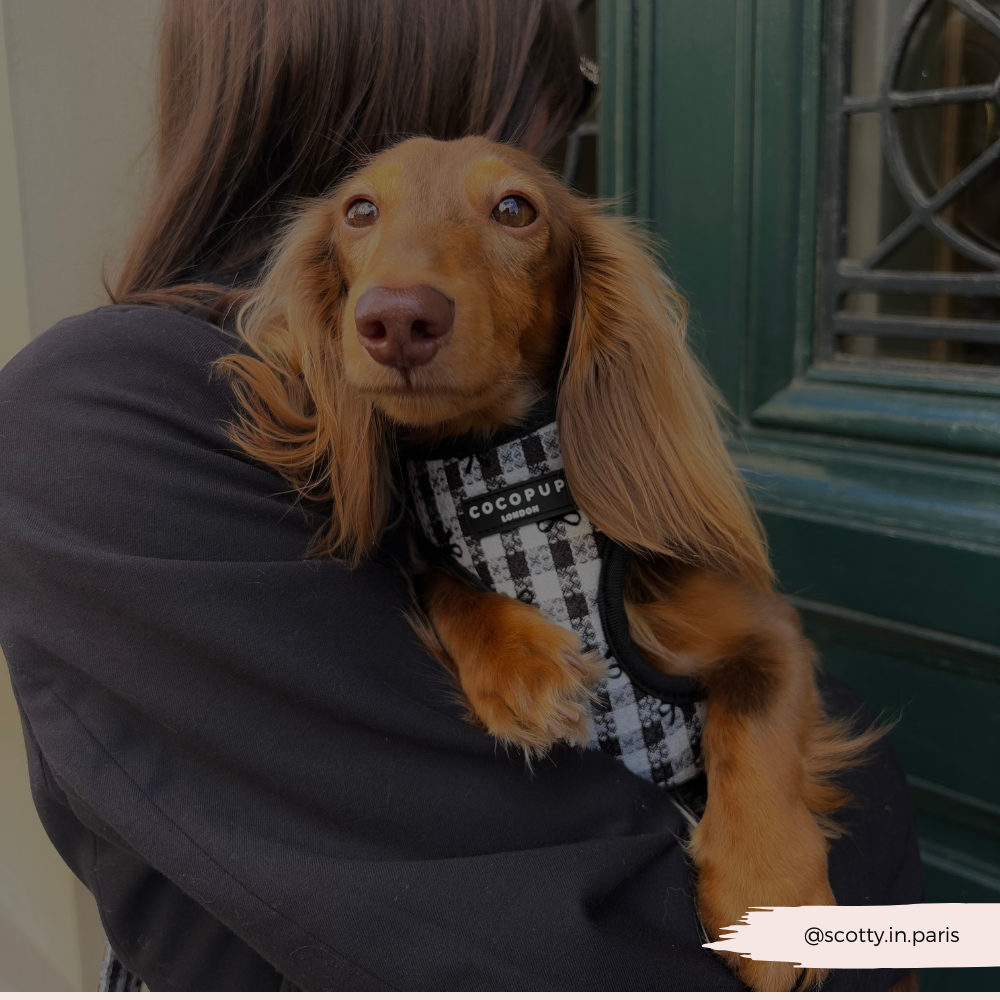 Cocopup London – wholesale Pet harness – Dog – Pup in Paris Adjustable Neck HARNESS15