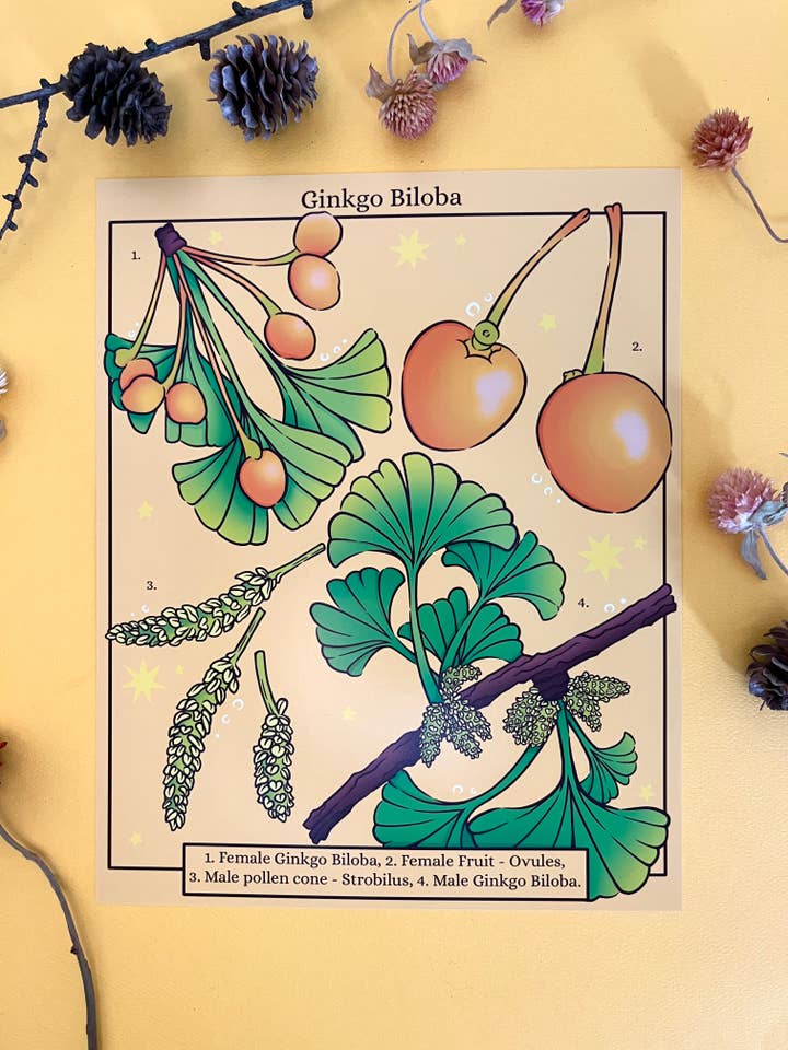 Ginkgo Biloba Art Print for wholesale by Rachel Feirman