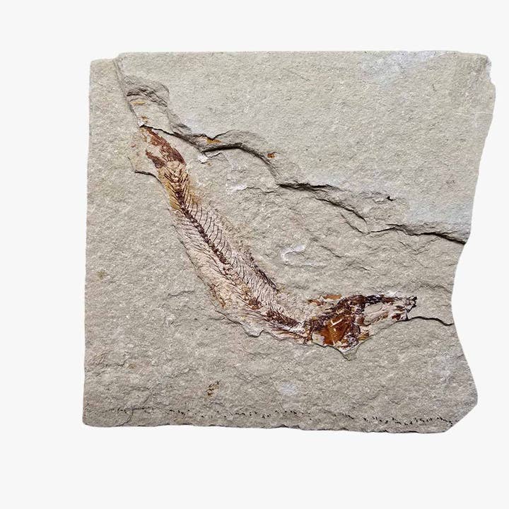 Lebanon Fish Plate Fossil Display Specimen Cretaceous Collectors for wholesale by Lapidary Central