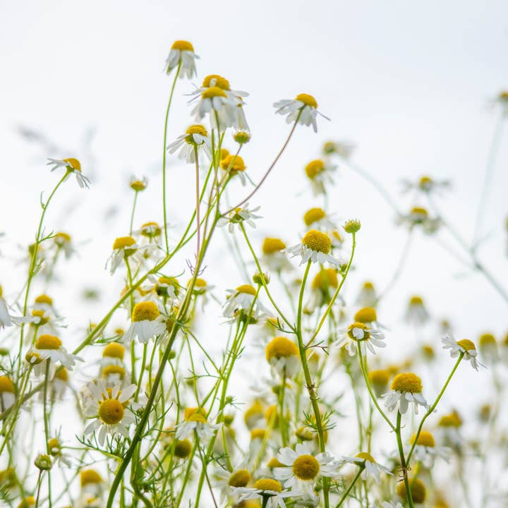 Artsy Em - Wholesale Thank You Card - Thank You Wildflower Seed Paper Card4