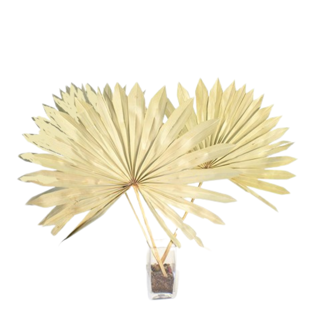 Botanico Ltd. – wholesale Torkade/pressade blommor – Kungspalm Sol0