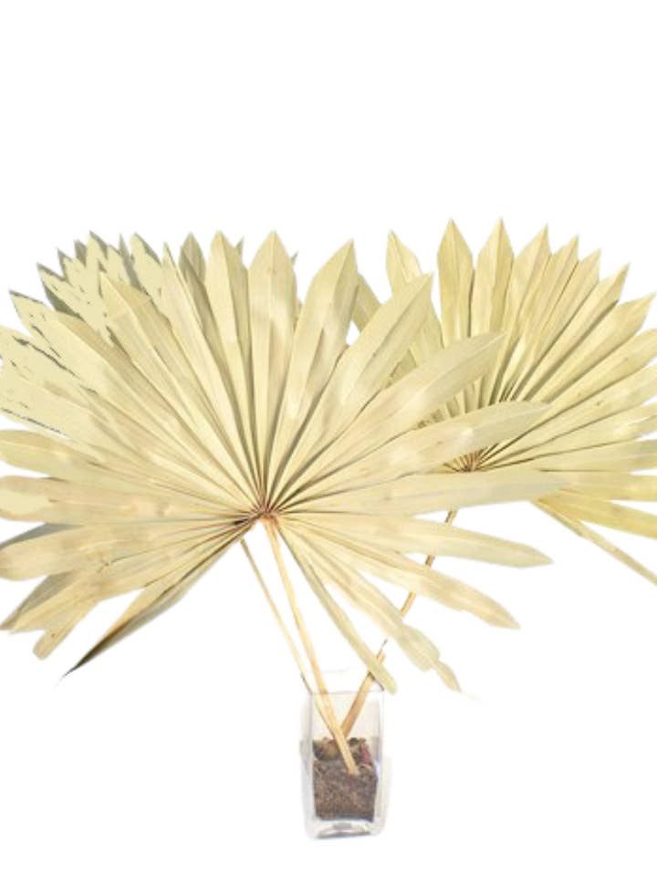 Re Sole di Palma per la vendita all'ingrosso da parte di Botanico Ltd.