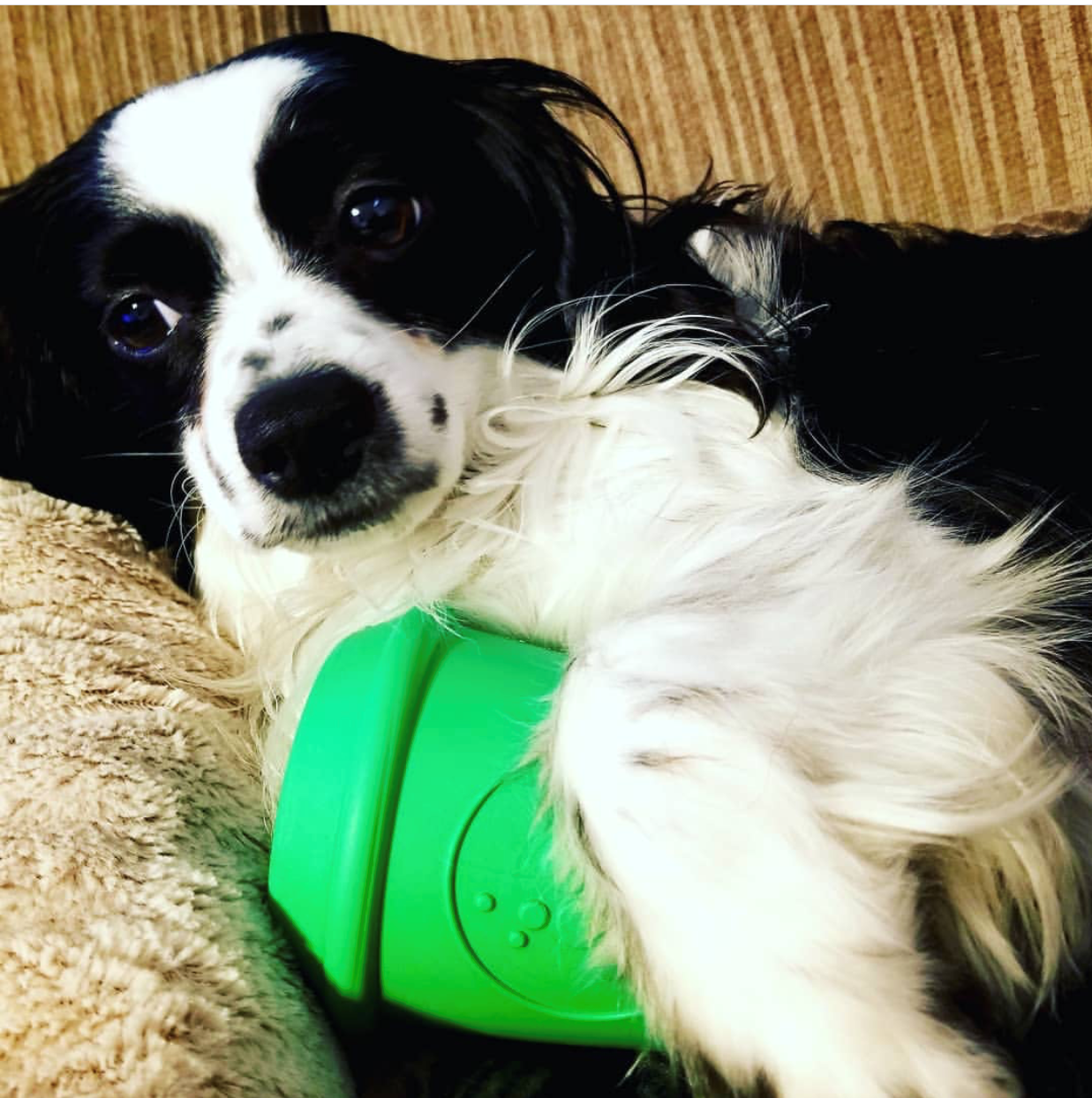 SodaPup Dog Toys - Wholesale Kauwspeeltje voor honden - Hond - SP koffiebeker Duurzame rubberen kauwspeelgoed en traktatiedispenser10