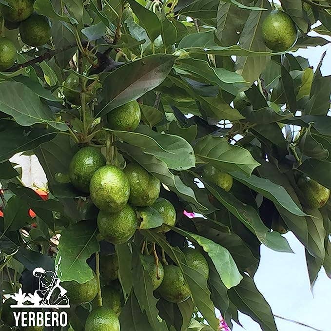 YERBERO - Wholesale Loose Tea - Yerbero - Dried Avocado Leaf 2 oz (56g) | Hoja De Aguacate Criollo - Aroma Fuerte | Aromatic, Strong Smell |4