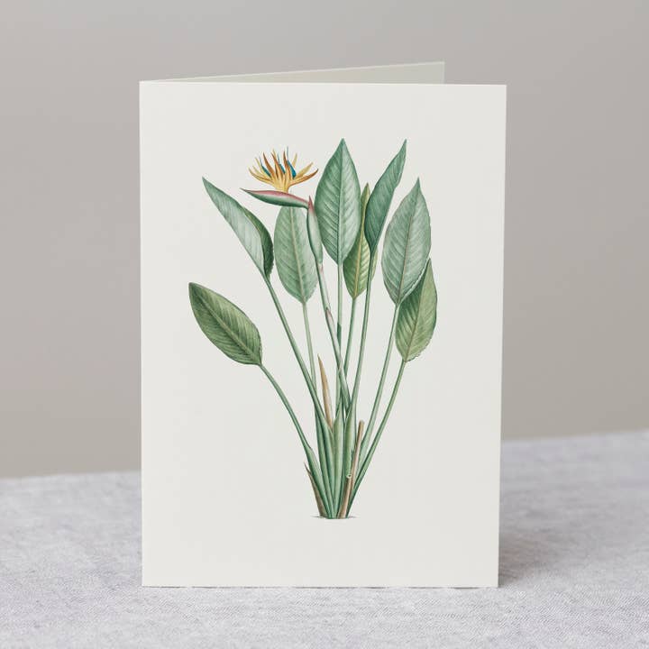 Strelitzia lykønskningskort + kuvert, fugl af paradis kort for engroshandel hos The Zoologist Archives