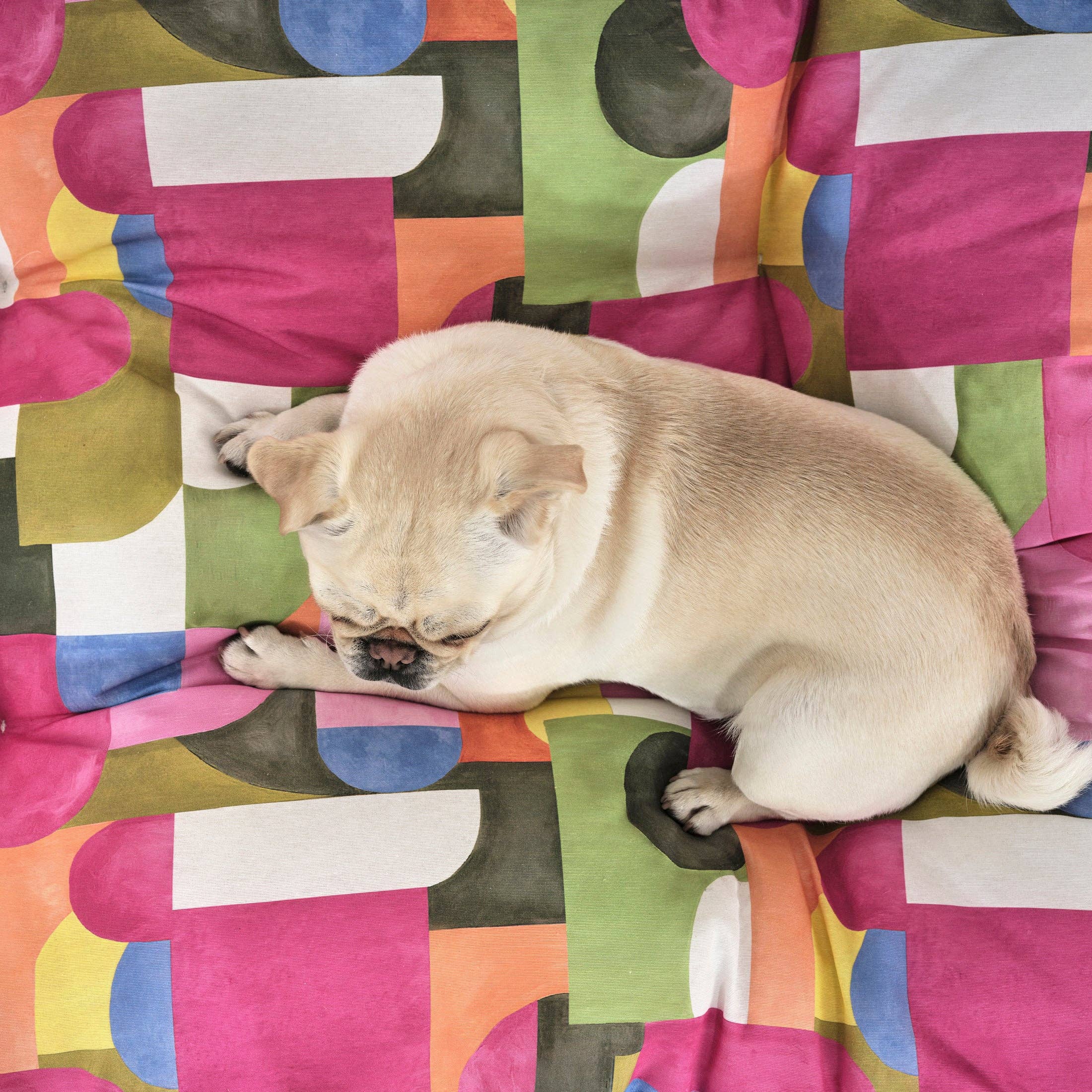 SG HOGAR - Wholesale Pet Bed - Dog - 100% cotton stain-resistant pet bed Dundee3