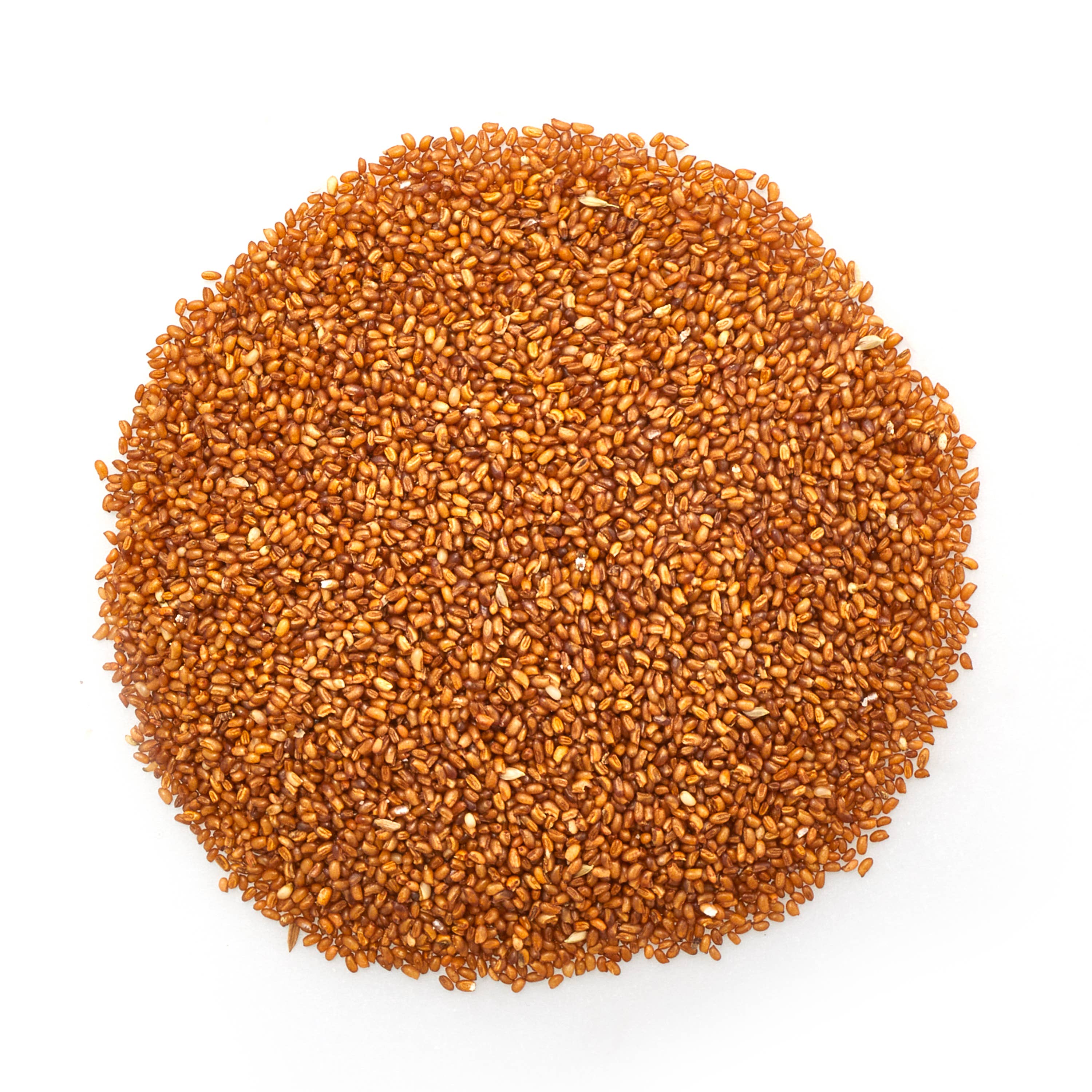 Yupik - Wholesale Seeds/Kernels - Yupik Teff Seeds, Wheat Alternative, Vegan, Gluten-Free1