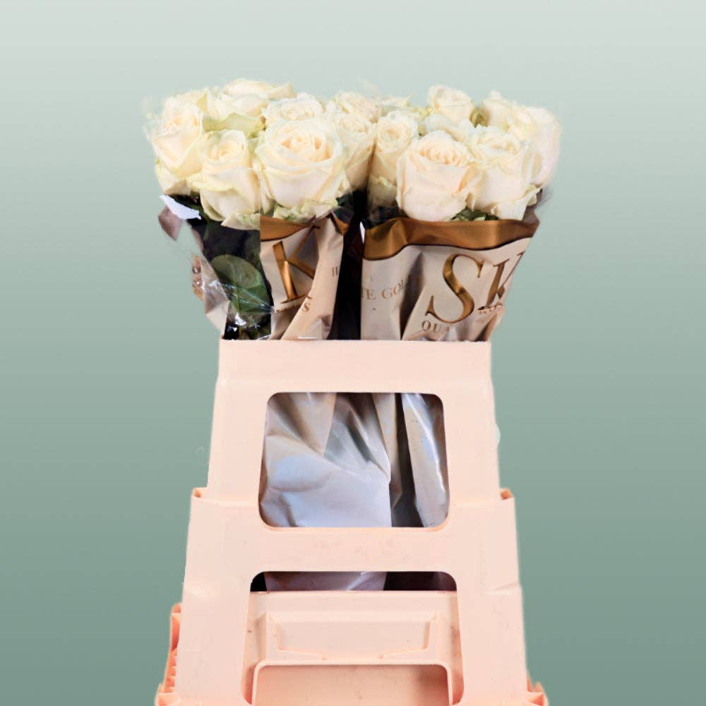 White Rose Avalanche (20 Stems) for wholesale on Faire0