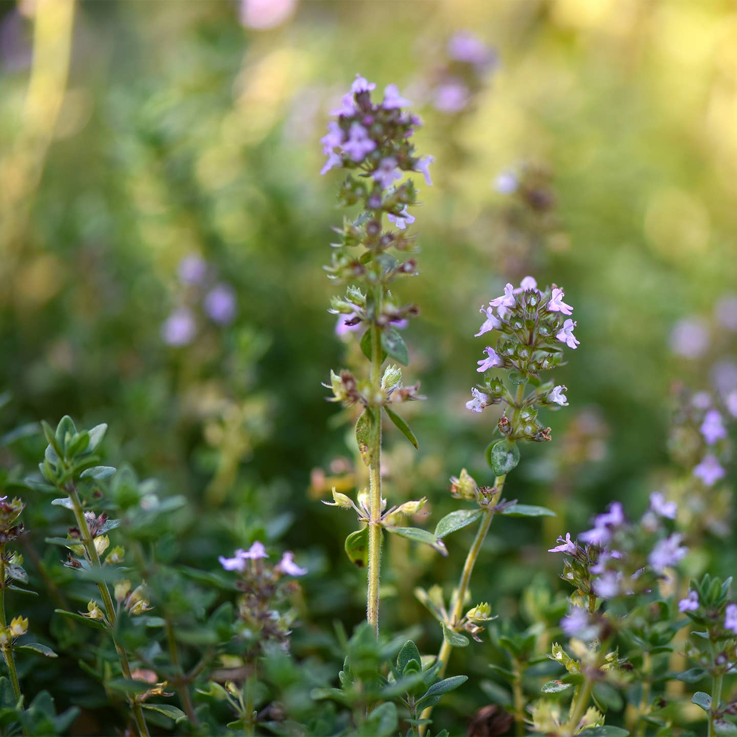 PROVENCE D'ANTAN - Wholesale Health/Detox Tea - Thyme Infusion France Organic* Large Format 100 bags1