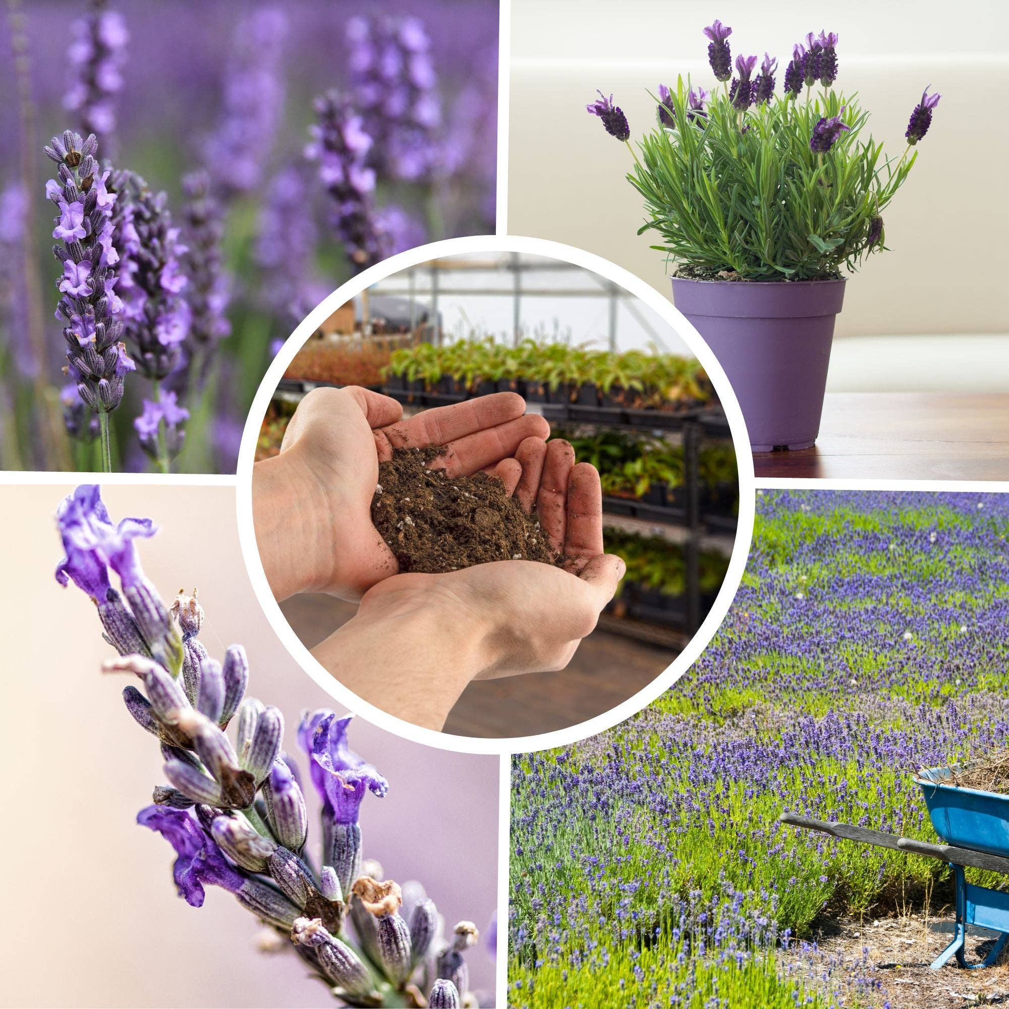 Kurated Korner - Vente Terreau de plantation/rempotage - Mélange de terreau à la lavande Soil Sunrise1