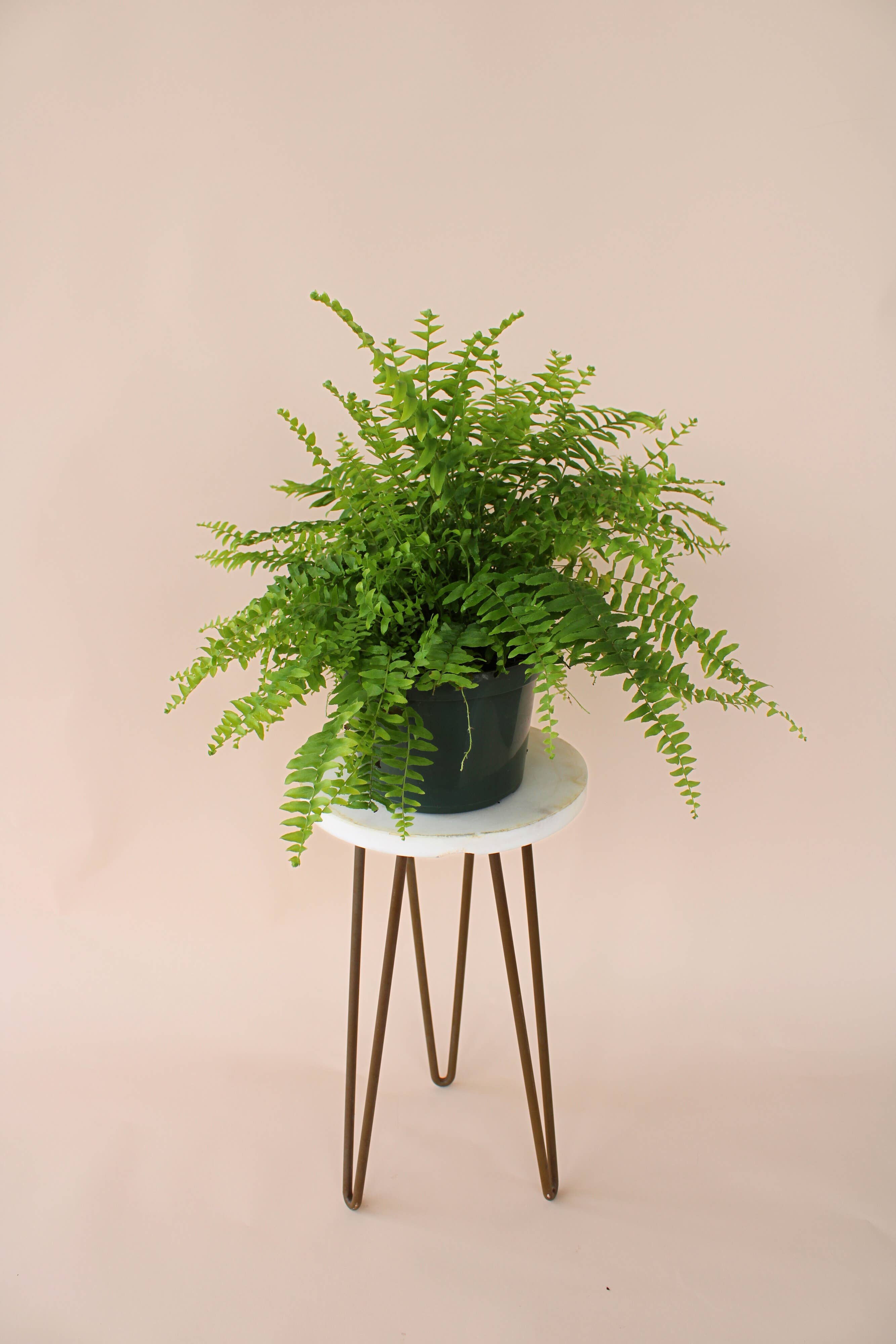 Hidden Valley Ranch & Nursery Inc - Wholesale Live Plant - 6" Boston Fern: Nephrolepis Exaltata