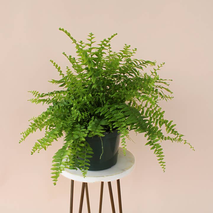 Hidden Valley Ranch & Nursery Inc - Wholesale Live Plant - 6" Boston Fern: Nephrolepis Exaltata 0
