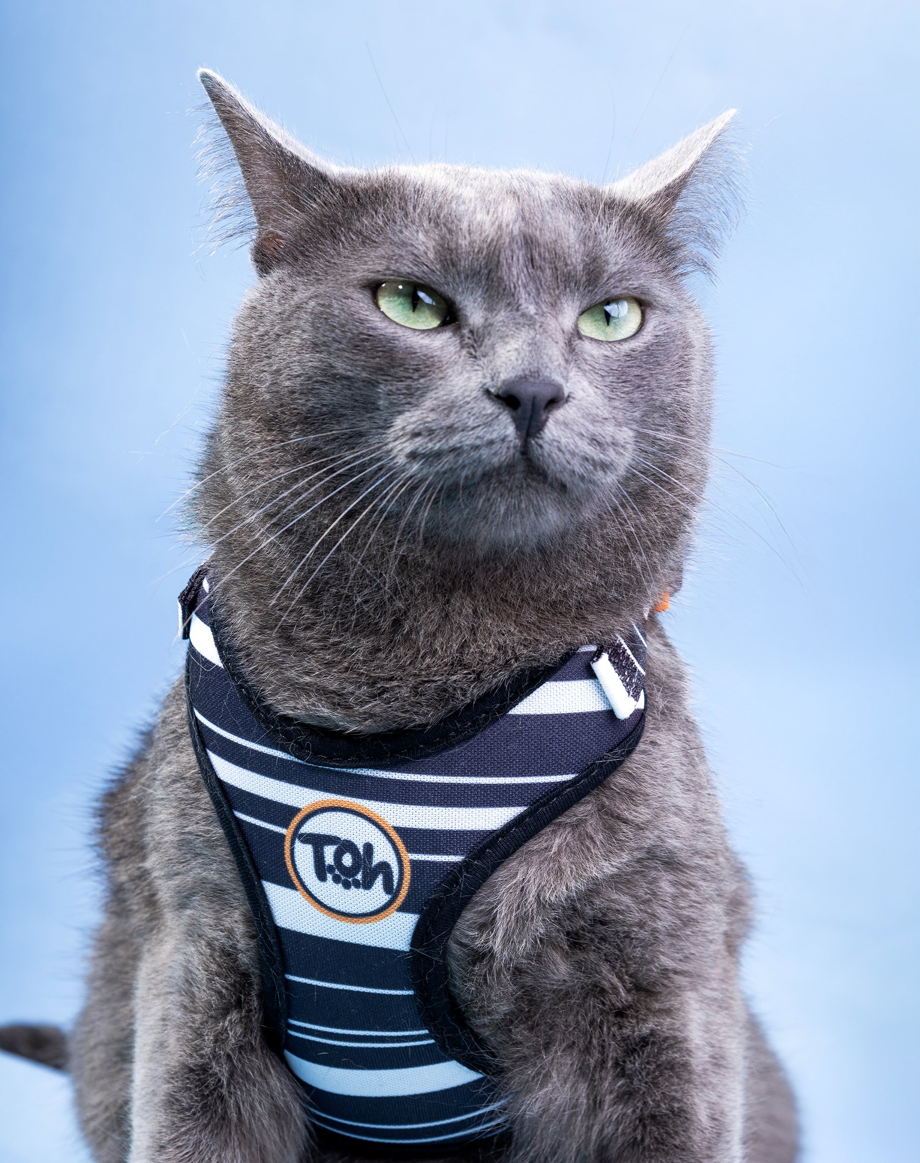 Toh - Venta al por mayor Arnés - Gatos - Conjunto de arnés en H para gato Comfort + correa Eclipse1