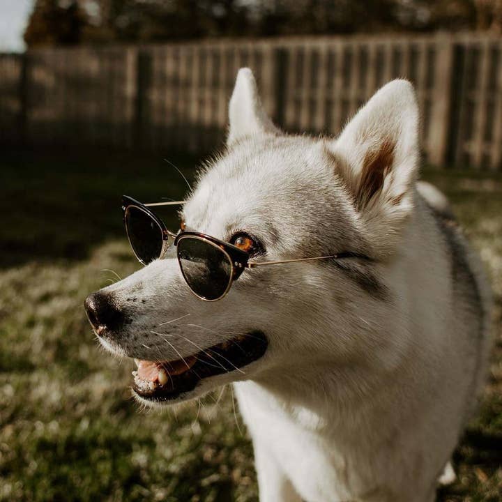 TIJN - Wholesale Sunglasses - Women's - Tatiana4