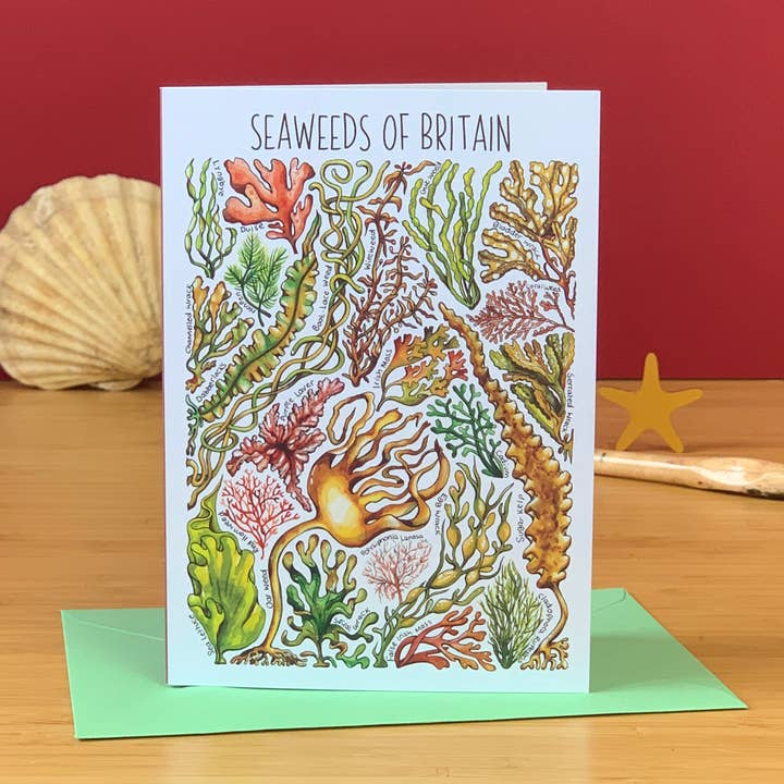 Seaweed of Britain Art Blank Greeting Card for wholesale by Alexia Claire Ltd