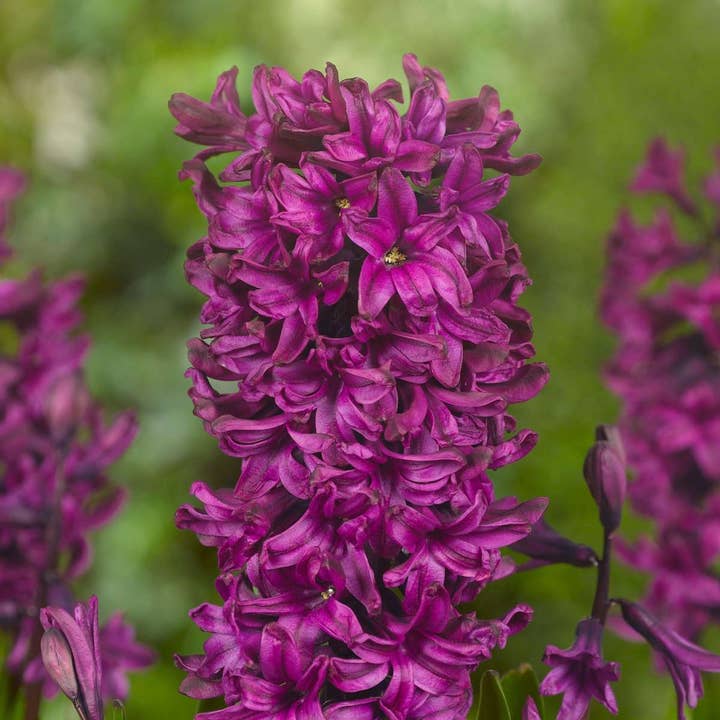 Oasis of Life - Wholesale Live Plant - Hyacinth Bulbs – 20 Flower Bulbs – Hyacinthus Mix – Multicolored – Flower Bulbs for Garden & Pot – Fragrant Spring Flowers in Pink, Purple & White – Early Bloomers 25–30cm – Planting Time Autumn3