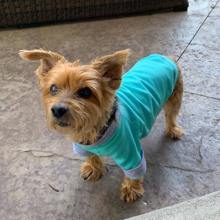 Eco-Pup - Vendita all'ingrosso Maglione - Cani - FELPA APPLE2