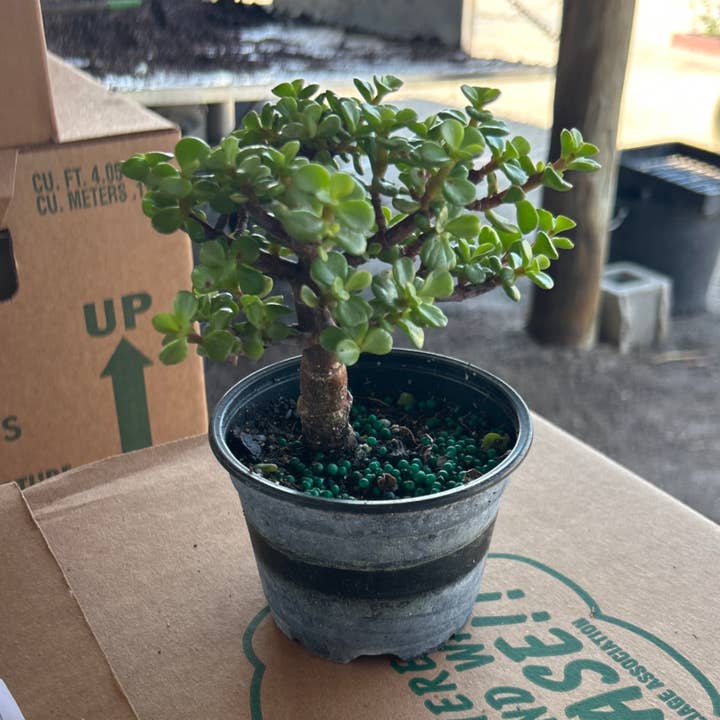 Mini jade panaché Bonsaï Starts de 4 po pour la vente par Triad Plants