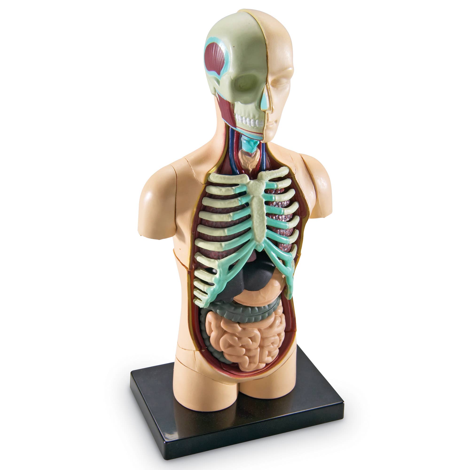 Learning Resources - Wholesale Toy Set - Kids - Human Body Anatomy Model5