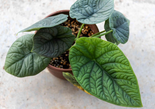 Dick's Sticks and Exotics - Wholesale Live Plant - Alocasia 6 plant variety. No pots.9