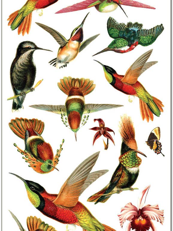 C70 Hummingbird Stickers for wholesale by Violette Stickers
