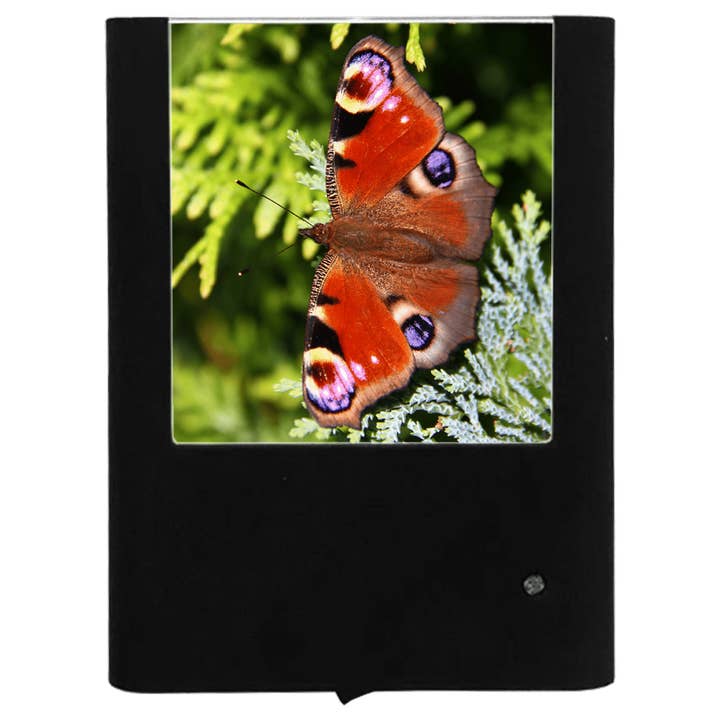 Fjäril 8-Påfågel för wholesale av Nightlight Studio