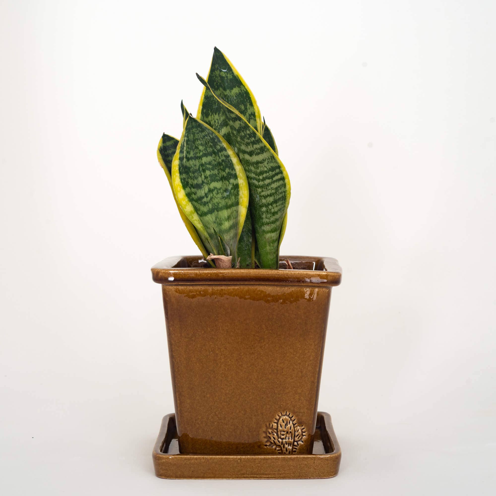 Vasos Quadrados by EM – Engroshandel Plantekrukke – Medium firkantet vase 14x14 cm - blank19