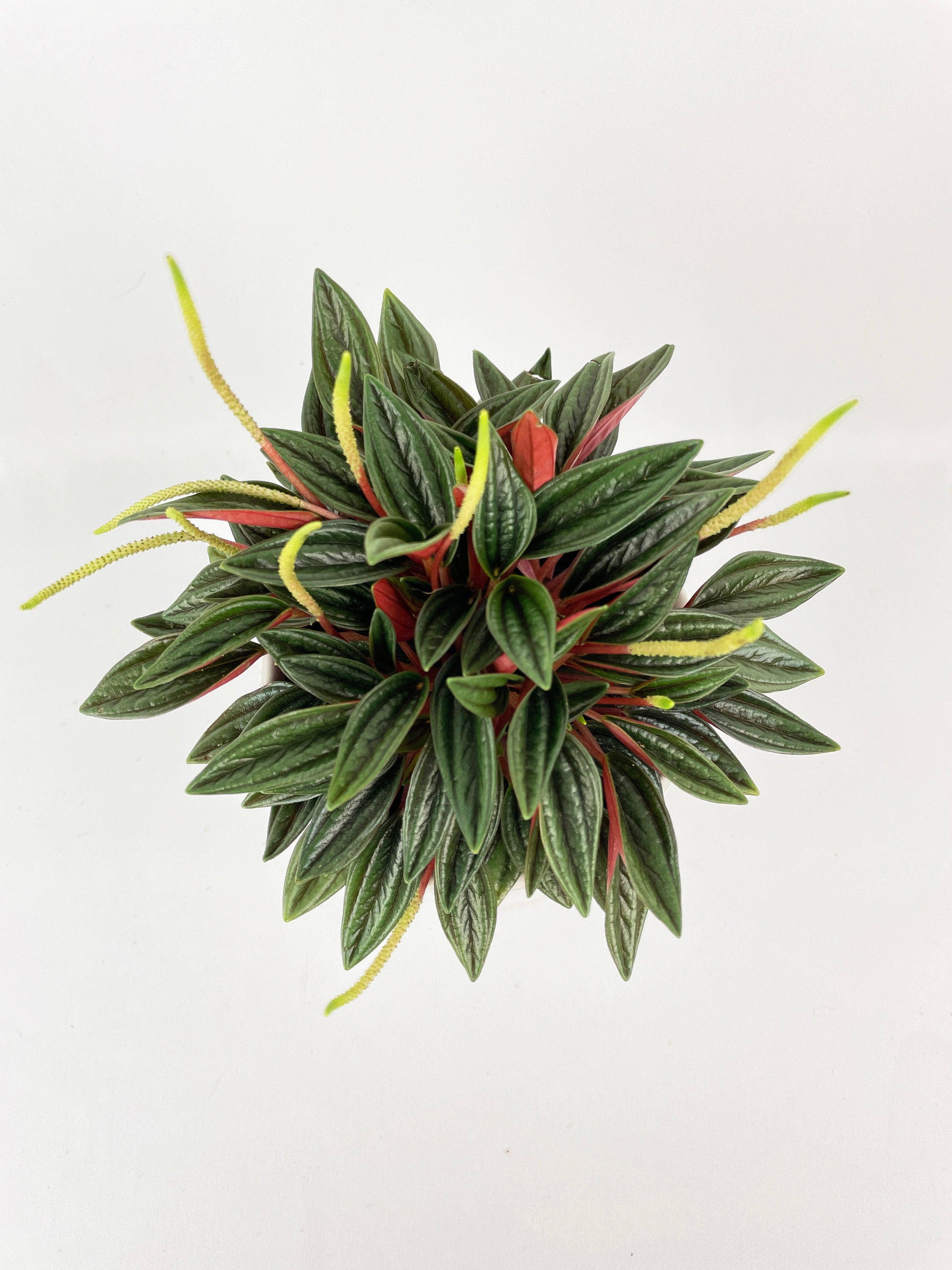 Bumble Plants - Wholesale Live Plant - Peperomia Rosso2