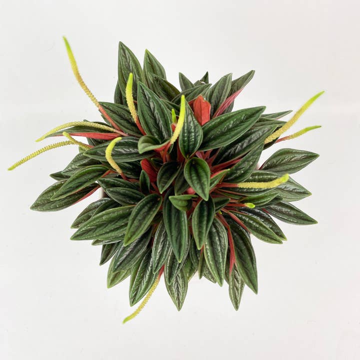 Bumble Plants - Wholesale Live Plant - Peperomia Rosso2