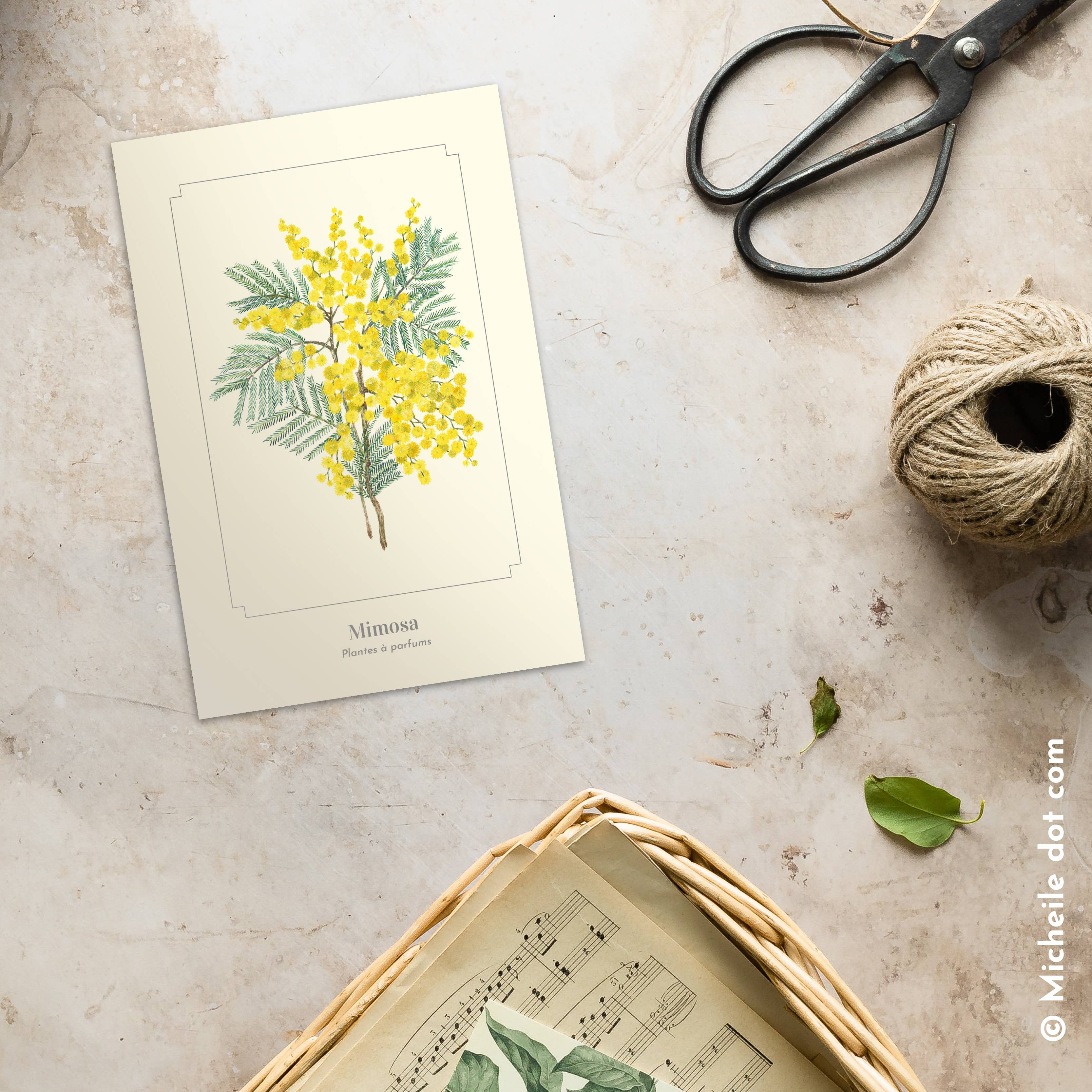 Longue-vue – wholesale Postcard – Mimosa - Postcard1