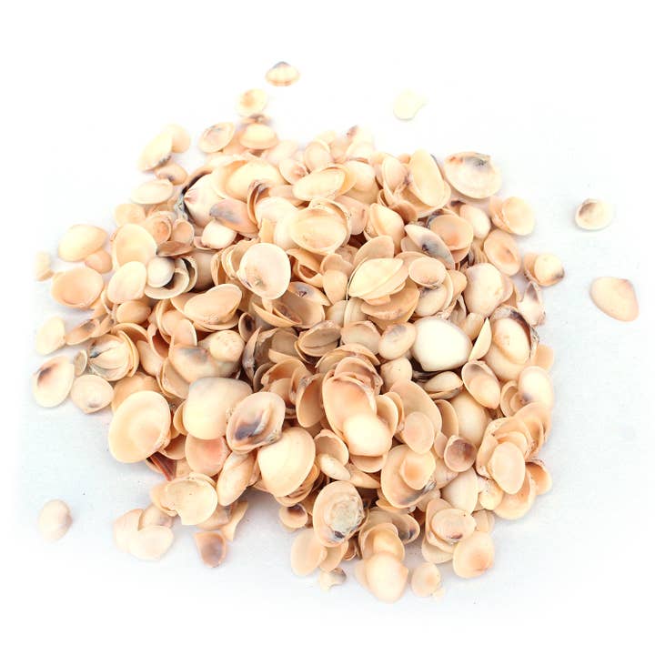Tiny Yellow Coquina / Donax Craft Seashells - 1 LB Bulk for wholesale by California Seashell Company