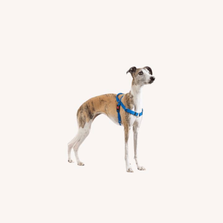 Harnais Dogtools M pour la vente par Dogtools