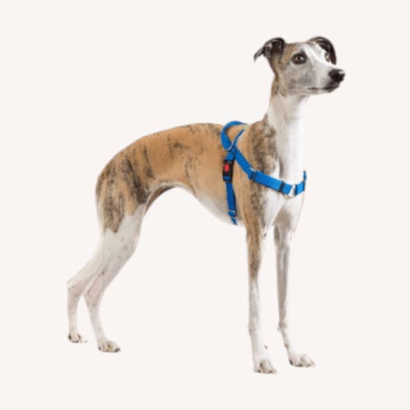 Imbracatura Dogtools M per la vendita all'ingrosso da parte di Dogtools