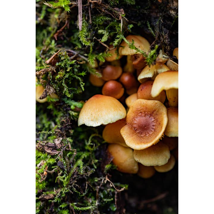 Fotoprint „Huddle” • PNW, Mushrooms, Forest, Fungi voor wholesale door Andrea Morris Art