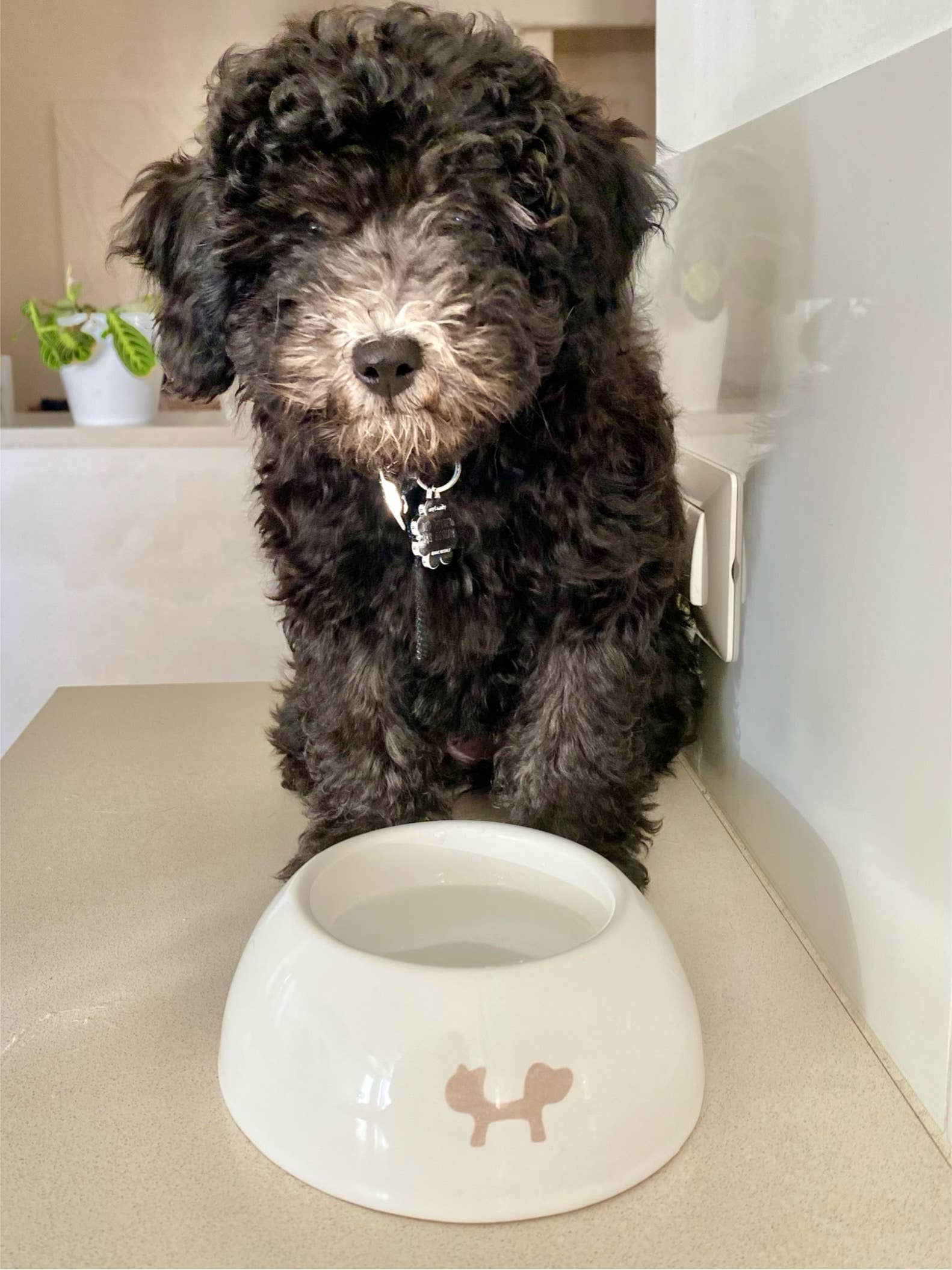 United Pets - Wholesale Pet Bowl - Cat/Dog - Extra small ceramic bowl for cats and dogs10