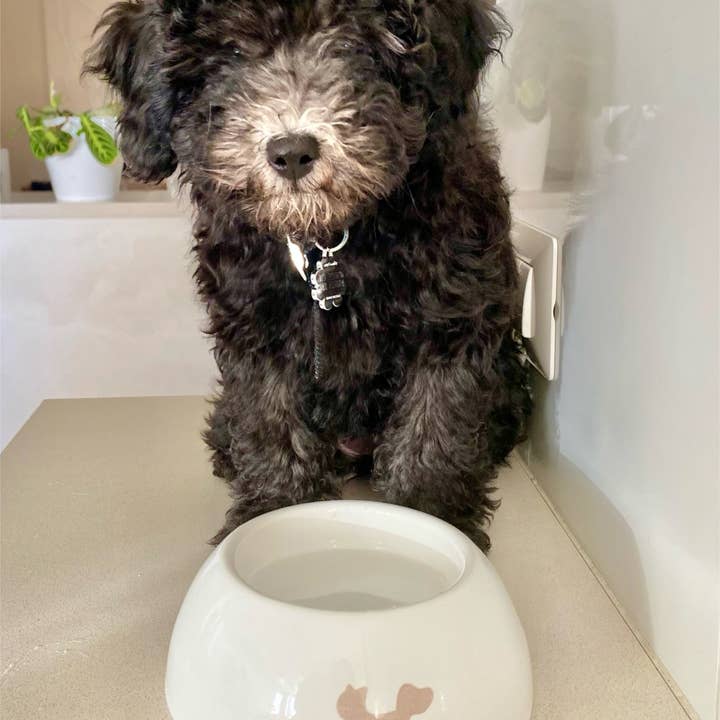 United Pets - Wholesale Pet Bowl - Cat/Dog - Extra small ceramic bowl for cats and dogs10