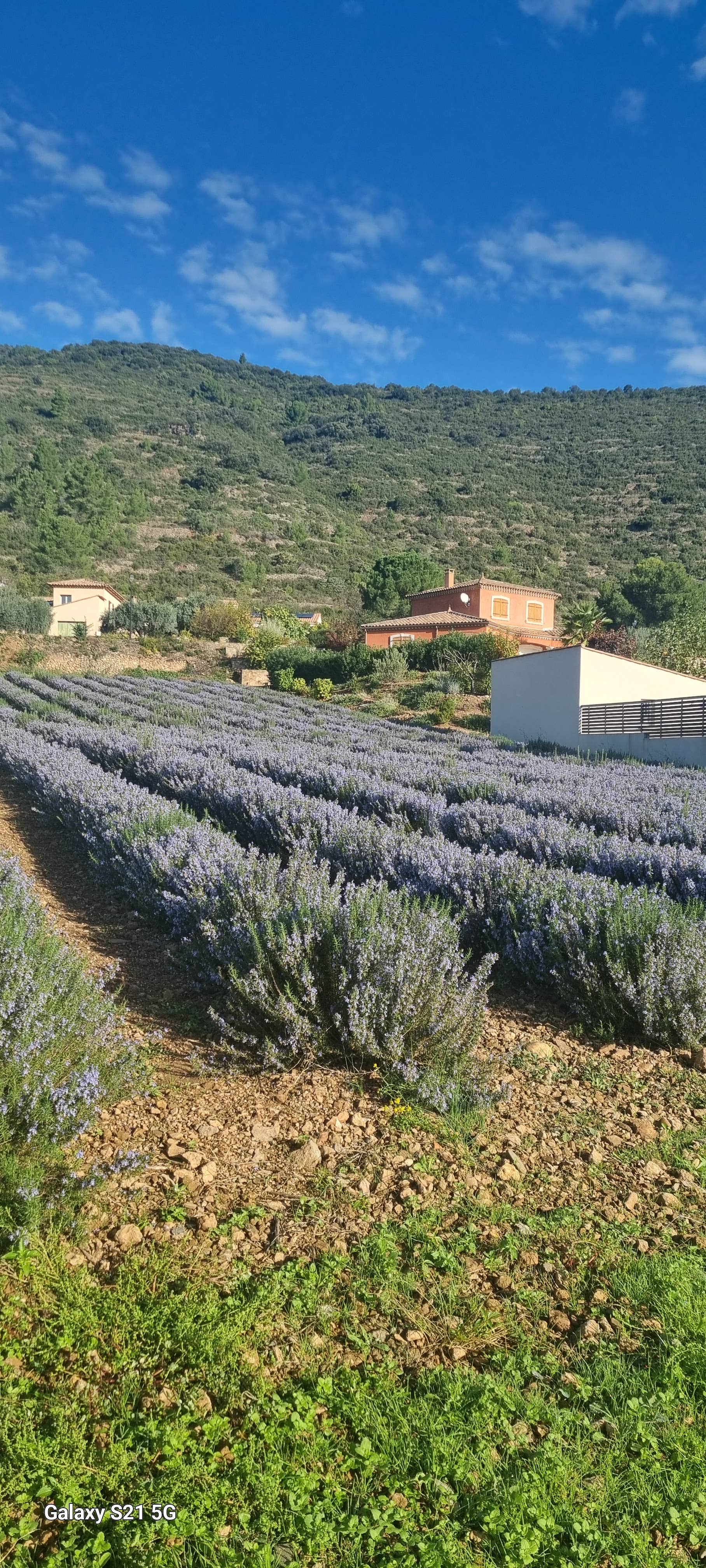 CM Essentielles - Wholesale Face & Body Mist/Water - Rosemary Verbenone Hydrosol 100 ml2