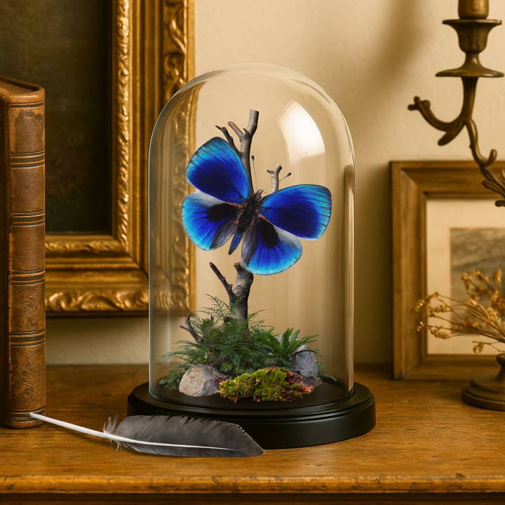 Instar Innovations - Vente Décorations de table - Diorama en forme de papillon - Diorama en forme de dôme de 6 x 4 pouces - 21