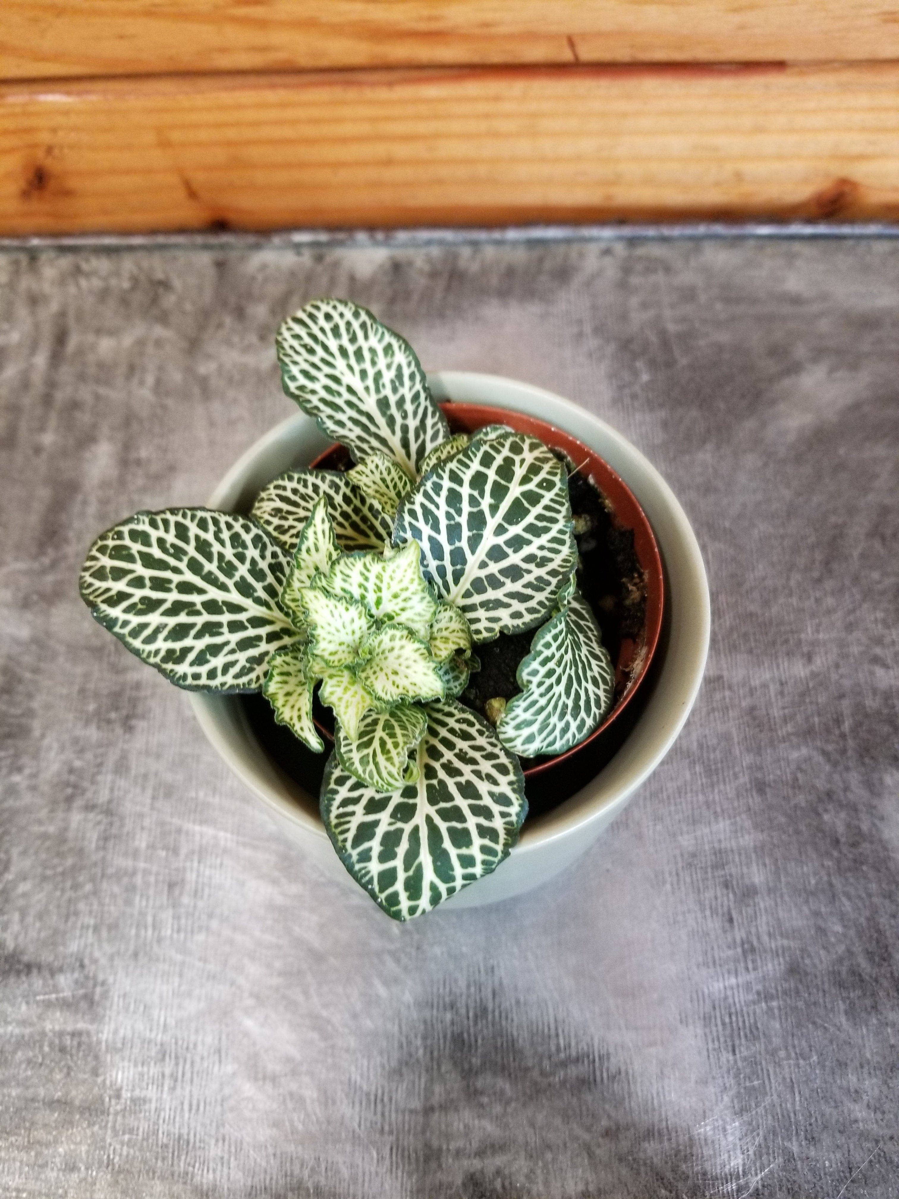 The Plant Farm - Wholesale Live Plant - Fittonia Whisper, 2" Plant