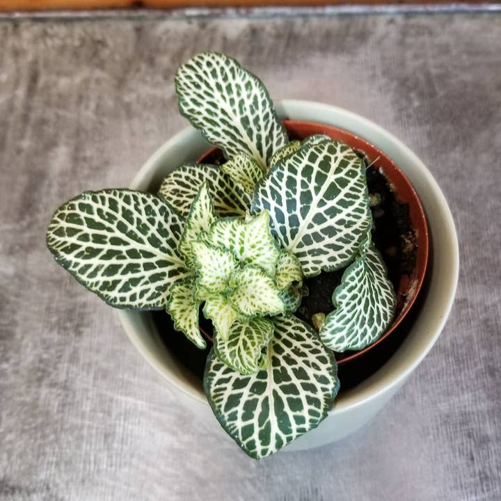 Fittonia Whisper, 2" Plant for wholesale by The Plant Farm