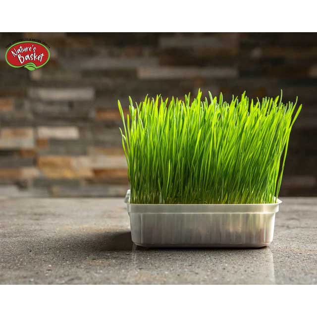 Natures Basket - Wholesale Protein/superfood powder - Nature's Basket Barley Grass (Hordeum Vulgare) powder 227g4