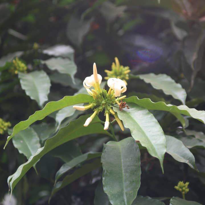 Akuamma Seed Company - Venta al por mayor Suplementos/vitaminas para beber - Cápsulas de semillas de Akuamma, extracto de Picralima nitida, proporción 20-11