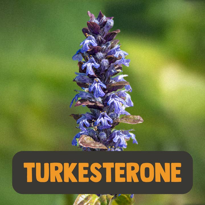 Cupplement – wholesale Oral supplement/vitamin – Turkesterone 10% Extract - 60 Capsules- Highest Quality