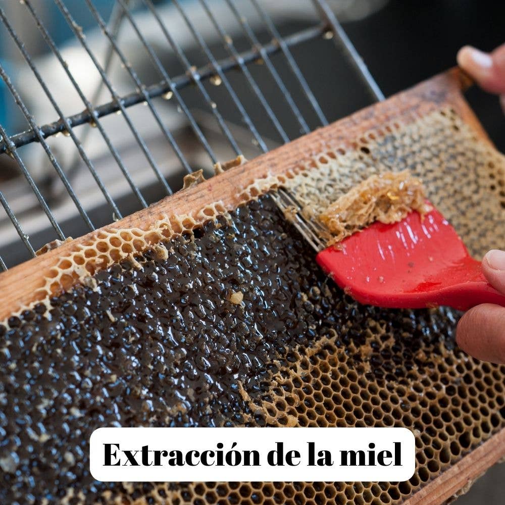 L'ABELLA MIEL – wholesale Honung – L'Abellamel Skog Honung 2000g2